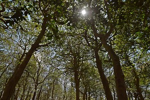 Sunken Forest - Fire Island National Seashore (U.S. National Park Service)