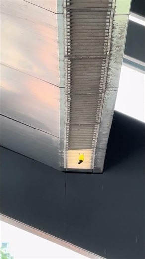 Hummingbird looking for nesting place at mrt roof?