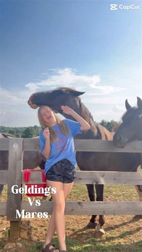 Geldings vs. Marrs #horse #equestrianjourney