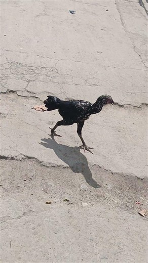 tamil marabu kalai sandai seval