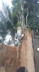 4.4K views · 53 reactions | Imoka extravaganza | Anambra Broadcasting Service | Facebook