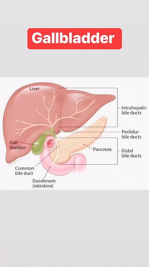 1.7K views · 12 reactions | Anatomy of Gallbladder ....