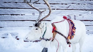 16K views · 622 reactions | In honor of February 6th, the Sámi National Day. Photo by Carl-Johan Utsi Photography | Swedish Lapland | Facebook