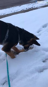 50K views · 235 reactions | Charlie the German Shepherd puppy...