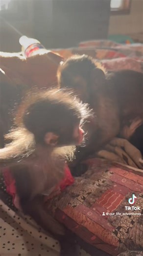 197K views · 10K reactions | Bear loves Cricket also, all the monkeys love both the babies being back | Our Life Adventures | Facebook