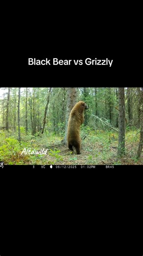 Brad Stokke on Instagram: "Comparison of same Bears as previous video. #bear #bears #blackbear #grizzly #grizzlybear #wildlife #alberta #albertawildlife #video #trailcam"