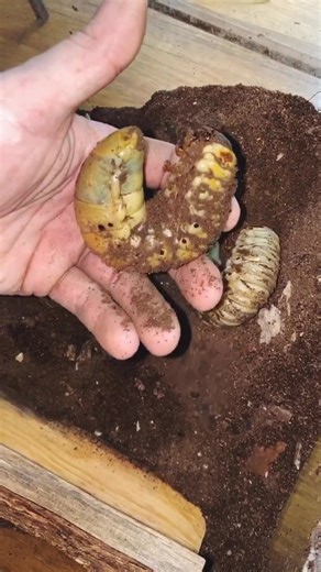 Hercules Beetle Larvae: Fascinating Facts and Care Guide