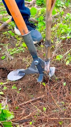 Using a Manual Root Cutter Tool to Remove Small Tree Stumps Efficiently #shorts