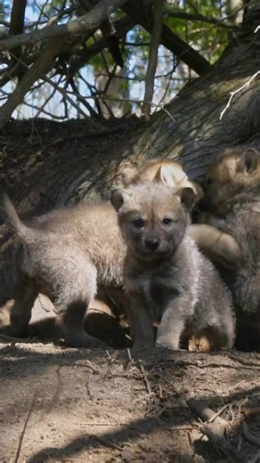 4.4K views · 317 reactions | Wolf pup day encourages strength, agility and unparalleled cuteness ❤️ #reelsfb #wolf #wolfdogs #wolfdogsofinstagram #virals #animalsofinstagram #dog #wolfdog #wolfman #wolfpack #wolfpup #animal #wolfdogcommunity #animals #wolves | Wolf Lover | Facebook