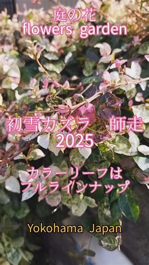 庭の花 初雪カズラ 師走2025 #庭の花 #庭のある暮らし #山野草 #花のある暮らし #花のある風景 #花風景 #花vlog #ガーデニング #初雪カズラ #ハツユキカズラ #カラーリーフ #冬至