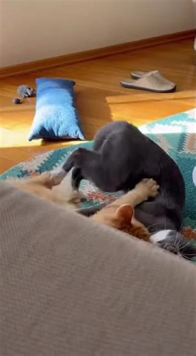 When Play-Fight Turns Into Cuddle Time 😂🐱| Babybee