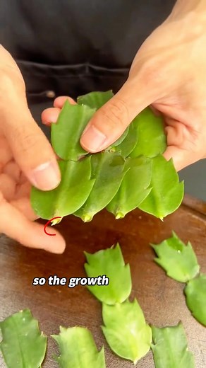 Propagate Christmas Cactus from Cuttings 🌱 Take short cuttings — 5 segments max; twist and snap to keep the growth point intact. 💨 Let cuts dry — Air-dry for about 1 hour. 🧩 Use foam or plastic wrap — Insert segments into slits, leaving ½ inch at the bottom. 💧 Float in water — Use a 16-oz container; keep in bright, indirect light. 🌡️ Root anytime — As long as temps stay above 50°F. #homegarden #plantcare #gardening #tiktokencyclopediacontest #christmascactus | Agriculture 9.7
