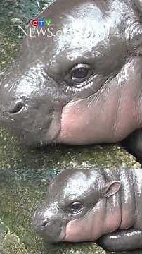 Thousands celebrate baby hippo Moo Deng’s first birthday
