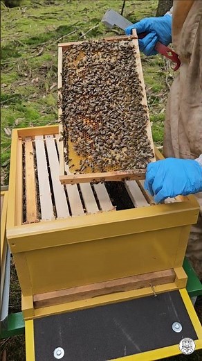 Forest Beekeeping | Inspecting Brood Frames & Spotting Larvae 🐝🐝 #beekeeper #beekeeping #asmr