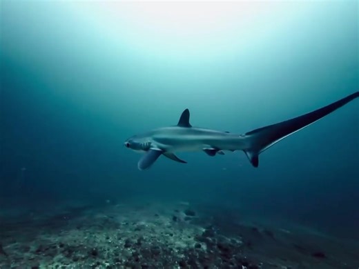 Thresher Shark Sightings at Kilima Dive Site