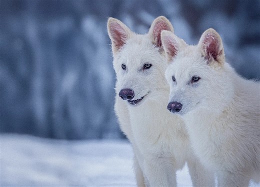 Company that brought back dire wolves plans 'modern-day Noah's Ark'