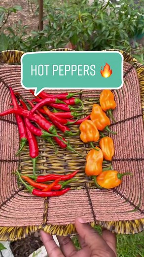 Deliciously Spicy: Exploring Hot Chilli Peppers Varieties