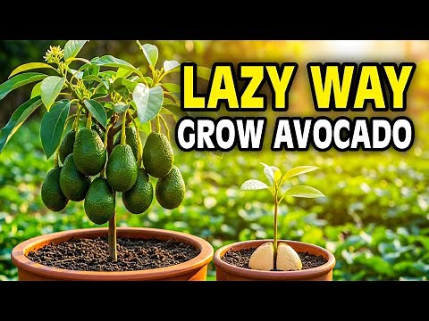 Grow Avocado From Seed - The Lazy Way That Actually Works
