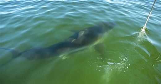 Cape Cod experiencing "white shark abundance," scientists say