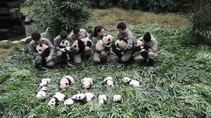 The new-born panda cubs of 2017 make first public debut in SW China. （Video: Courtesy of CCRCGP）http://bit.ly/2Ch0vP3 | Global Times