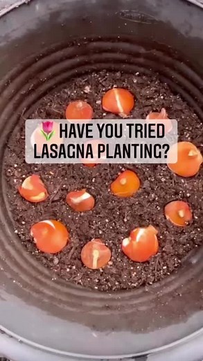 Planting Flower Bulbs with Lasagna: Tips for Gardening Enthusiasts