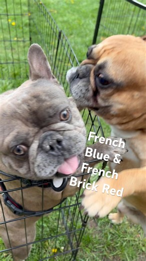 FRENCHIE BLUE IS SO OVER FRENCHIE BRICK RED FRENCH BULLDOGS PLAYING FACE OFF #frenchbulldog #puppy