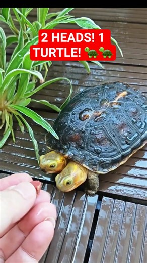 Two-Headed Turtle Eats With BOTH Mouths! 😱 (Rare Genetic Miracle) #Shorts