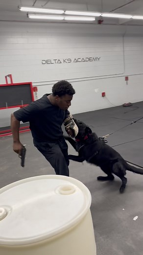 8.9K views · 1.6K reactions | Control the chaos. Command the respect. | Delta K9 Academy | Facebook