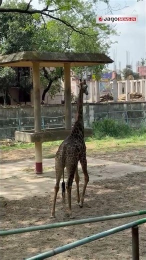 জিরাফ দেখতে চিড়িয়াখানায় দর্শনার্থীদের ভিড় | Dhaka Zoo | Jago News