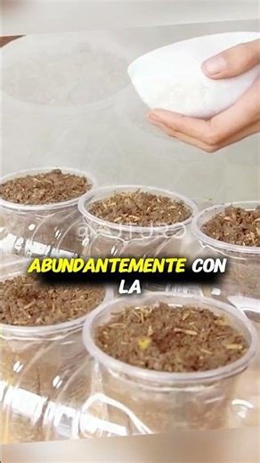 Crea tu propio sistema hidropónico casero fácil! #hidroponía #jardineríacasera #sostenibilidad