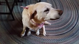 46K views · 3.3K reactions | One of the many unseen classic's from Denver the Guilty Dog! Enjoy! | Denver the Guilty Dog and Her Friends | Facebook