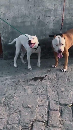 | Complete Guide to All Dog Breeds🐶 दुनिया की 50 सबसे लोकप्रिय डॉग ब्रीड्स | Top 50 Most Popular