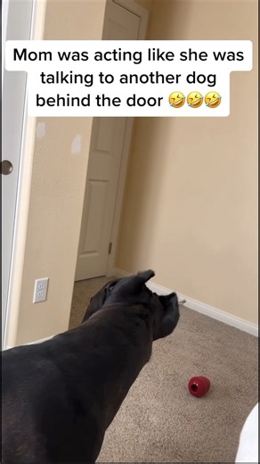 Mom was using her baby voice and Bane’s favorite words 😂 #raisingbane #funnydogs #funnydogvideos #canecorsopuppy #mastiffpuppy | Raising Bane