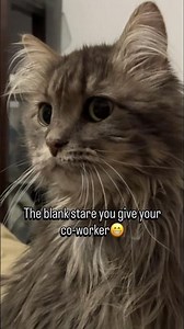 Co worker blank stare 👀😻 #coworkers #pets #cat #kittycommander