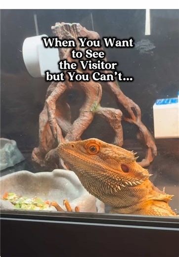 Understanding Bearded Dragons: Behavior and Care Tips