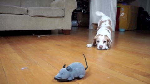 Dogs Take on a Giant Mouse in Hilarious Prank