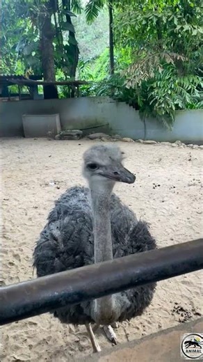 Shocking moment! 😱 An aggressive ostrich suddenly attacks 🐦🔥 #ostrich #animalshorts #animal