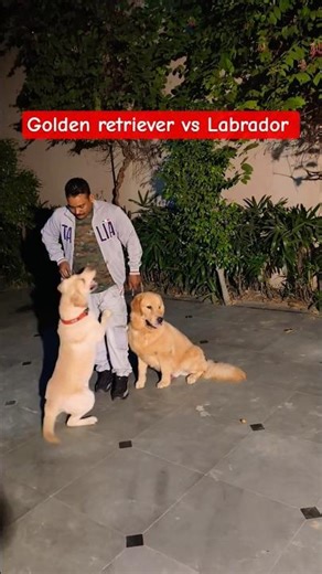 Golden retriever vs Labrador #session #135 #labrador #goldenretreiver #shorts