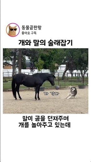 개와 말의 술래잡기