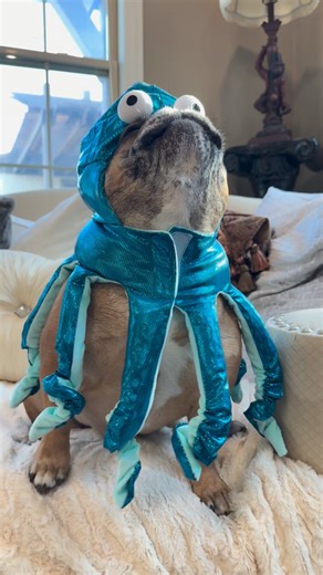 𝙱𝚎𝚔 & 𝙲𝚘® on Instagram: "HAPPY HOWL-O-WEEN🎃 Howl many howls did it take??? #awoo #howl #howling #sound #sing #roar #purr #bark #woof #sing #halloween #gappy #fun #lol #myheart #love #cute #cutedog #best #share #dog #dogsofinstagram #instagood #instadogs #frenchie #frenchbulldog #frenchiesofinstagram #frenchies #today"