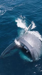 🎥: bluelifewild · A hungry blue whale lunge feeding on krill. These small shrimplike crustaceans are perhaps the most well known type of zooplankton in the ocean, and provide a vital food source for baleen whales. A single blue whale can eat 40 million krill - or 8,000 lbs of krill a day! Taken aboard Gone Whale Watching San Diego | Ocean Conservation Research - OCR