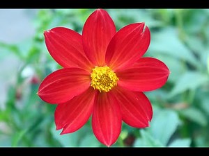 How to Dead Head Dahlias More Blooms 🌸 | Keep Your Dahlia Plants Flowering Longer!