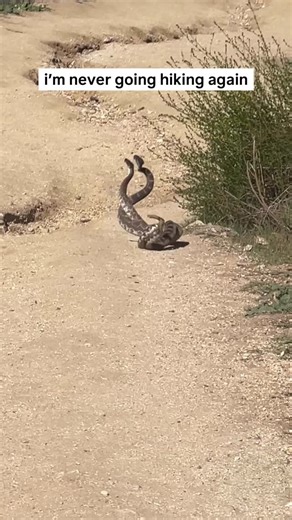 COSETTE 🎀 | didn’t expect to start my morning off this way that’s for sure #snake 🐍 | Instagram