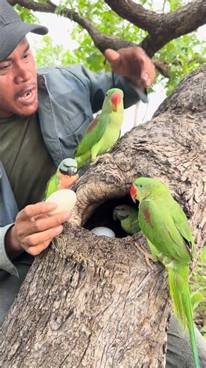 Man in the forest learns about parrots par01