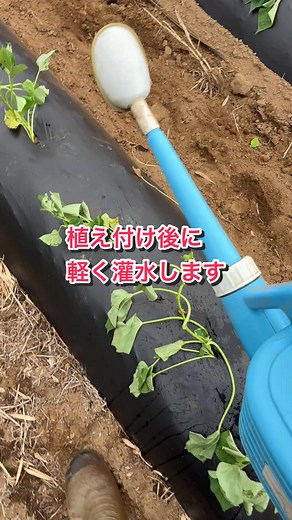 さつまいも植え付け後の灌水方法｜軽くで十分な理由