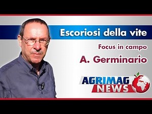 Agrimag | Escoriosi della vite (Phomopsis viticola) pt.2 - Focus in campo di Alfonso Germinario
