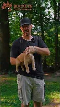 Finn - 3.5 - AKC Dark Red American Golden Retriever Puppy | Buckeye Golden Retrievers