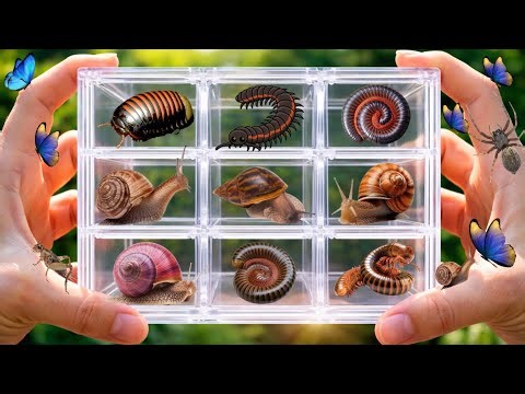 Rare Millipedes and Snails Caught in a Clear Box! #millipede #snail #animals