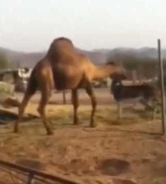 Camel Vs Donkey Fight In A Desert #desertlife #camel