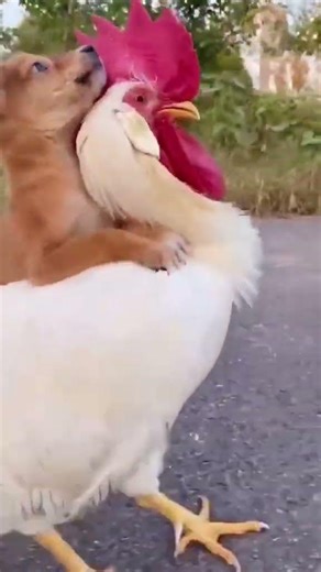 Funny A dog riding a chicken DogCareCoach #shorts #DogFails #HilariousDogs #DogComedy #DogBloopers